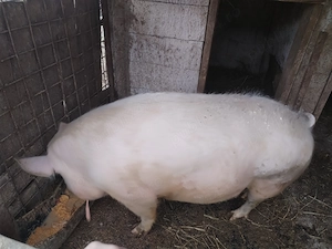 Vând porc aproximativ 300 de kg!  - imagine 2