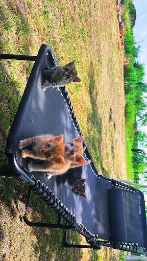 Adoptie Pisici  - imagine 4
