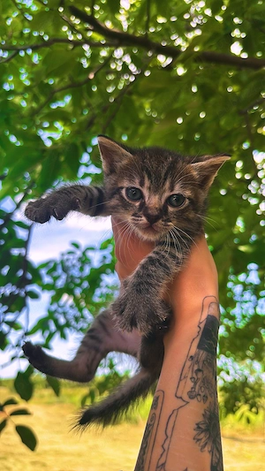 Adoptie Pisici  - imagine 2