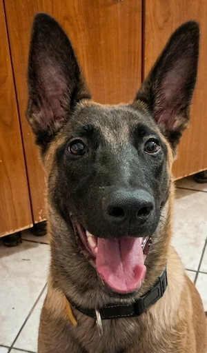 Pui Malinois de vânzare   Părinți cu aptitudini de lucru - imagine 3