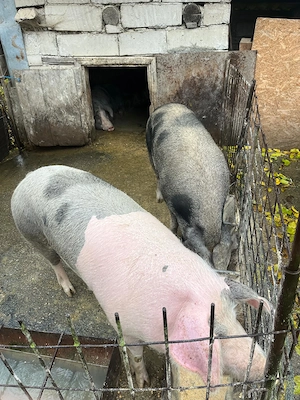 PORC 220kg, crescut natural, sat Bejan, jud. Hunedoara, bun pentru nunti botezuri chefuri