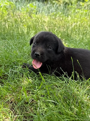 Catei labrador retriever - imagine 4