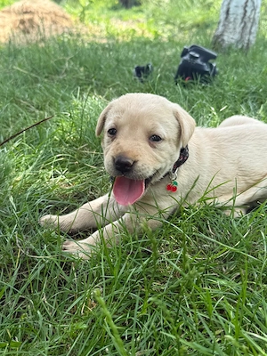 Catei labrador retriever - imagine 2