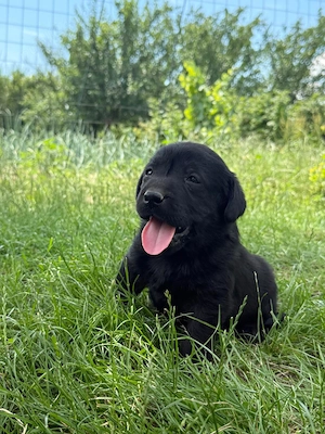 Catei labrador retriever - imagine 5