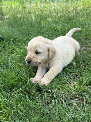 Catei labrador retriever - imagine 3