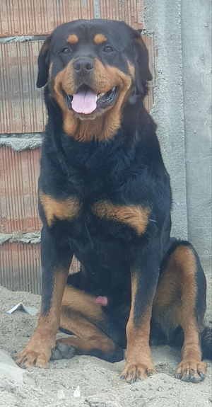 Rottweiler cauta partenera
