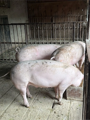porci 70-90kg