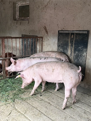 porci 70-90kg - imagine 2