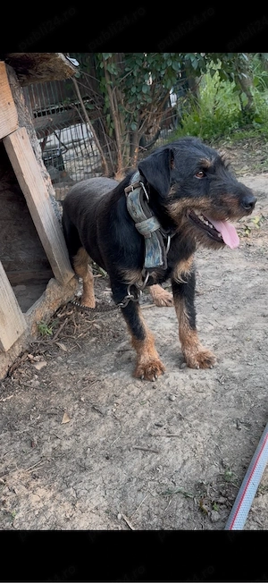 Mascul JagdTerrier jagd terrier - imagine 2