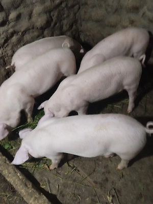 Grăsuni   Porci - rasa Marele Alb - imagine 2