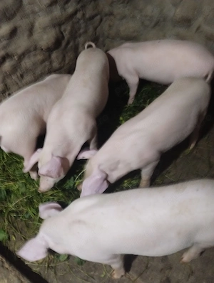 Grăsuni   Porci - rasa Marele Alb - imagine 3