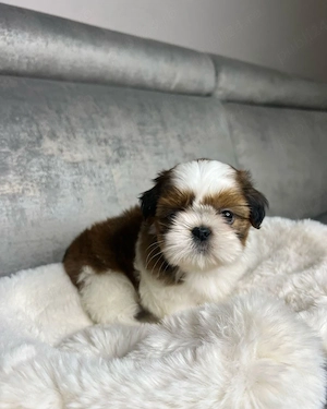 Shih Tzu puiuti - imagine 2
