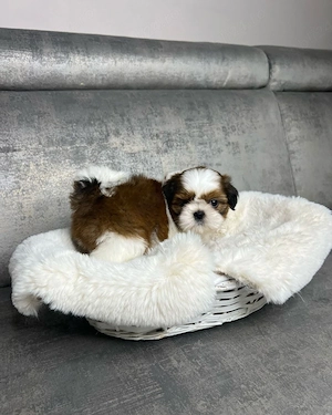Shih Tzu puiuti - imagine 3