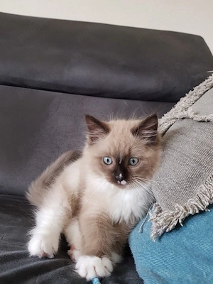 Ragdoll superbi 