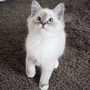Ragdoll superbi  - imagine 2