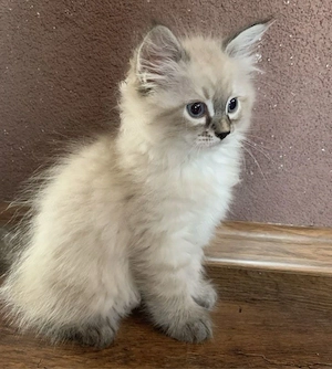 Ragdoll  lynx point  - imagine 3