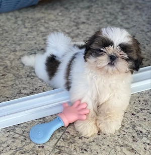 Shih Tzu superbi