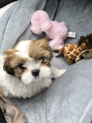 Shih Tzu superbi - imagine 3
