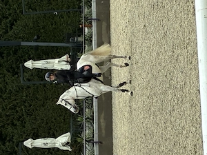 Cal de sport de vanzare - imagine 5