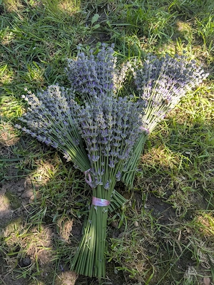 Buchete de lavandă de vânzare 