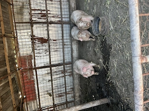 Purcei și porci Landrace cu pic - imagine 5