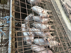 Purcei și porci Landrace cu pic - imagine 4
