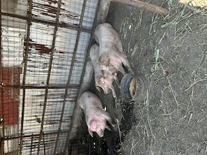 Purcei și porci Landrace cu pic