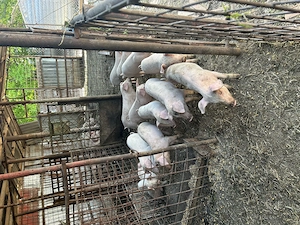 Purcei și porci Landrace cu pic - imagine 2