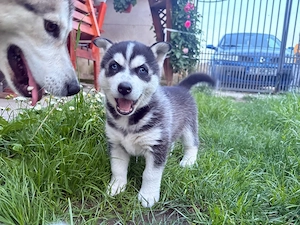 Cățelușă Husky - imagine 2