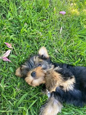 yorkshire terrier 8 9 saptamani baieti - imagine 4