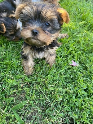 yorkshire terrier 8 9 saptamani baieti