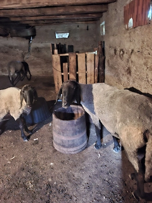 vand berbec carabas sarbesc originar,are doi ani,si doua oi carabase sârbești originare, una dintre  - imagine 2