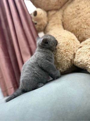 Pui British shorthair  - imagine 3