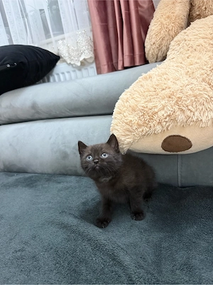 Pui British shorthair  - imagine 2