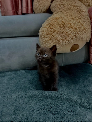 Pui British shorthair  - imagine 4