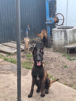Disponibil Ciobanesc Malinois  - imagine 2