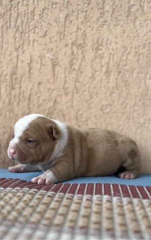 American bully !!