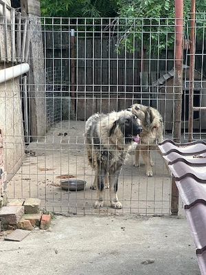 Cățel ciobanesc carpatin