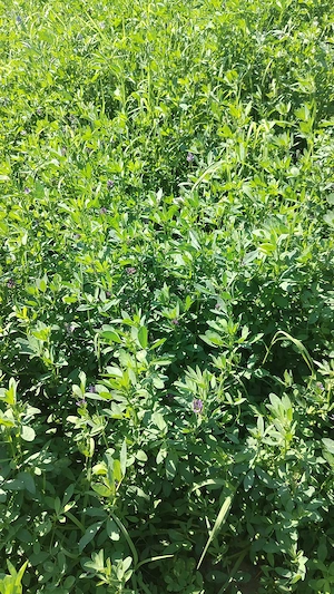 Vand lucerna 0,40 hectare