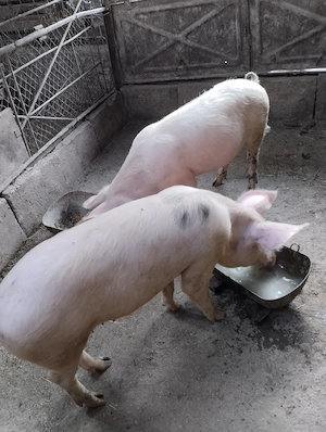 Porci de vânzare 