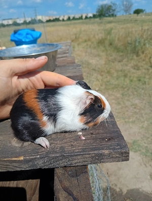 Pui porcusor de guineea 