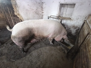 Scroafa landrax pur.