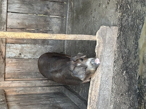 2 porci , între 110-130 kg 