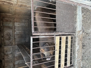 2 porci , între 110-130 kg  - imagine 3