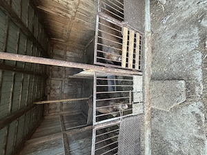 2 porci , între 110-130 kg  - imagine 5