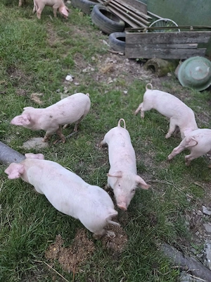 Purcei 8 săptămâni!! - imagine 4