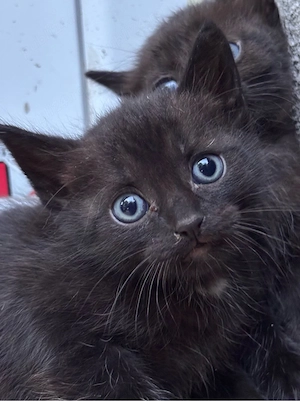 adoptie 5 pisici - imagine 3