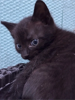 adoptie 5 pisici - imagine 2