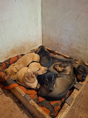 Căței Teckel de vânzare 