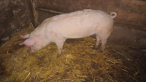 vând urgent sau schimb vier 